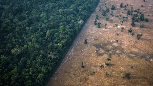 The data was collected by the satellite-based DETER system, which monitors deforestation in real-time