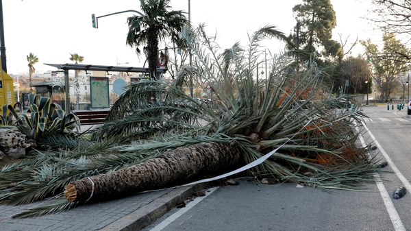 Strong winds from Storm Fabien brought down trees, like this one in Valencia in Spain