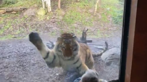 Tiger video: 'My son was on the menu in Dublin Zoo' Tiger video: 'My son was on the menu in Dublin Zoo'