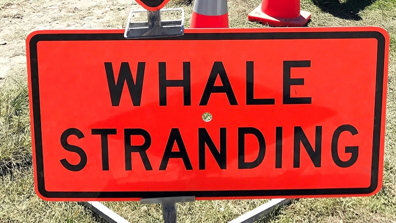 Whales were shepherded out to deeper waters