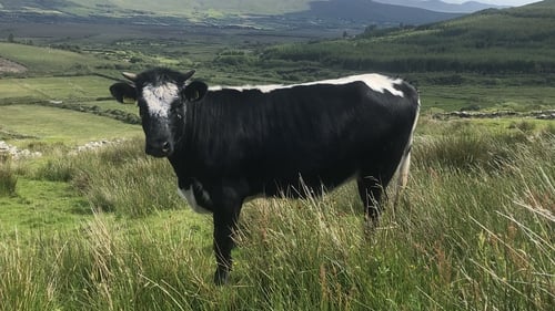 The Droimeann cow was once found throughout Ireland but is now only found in a handful of isolated pockets