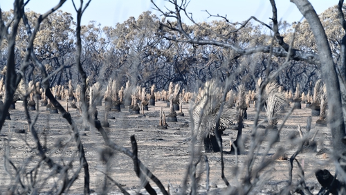 Kangaroo Island has been devastated by bushfires