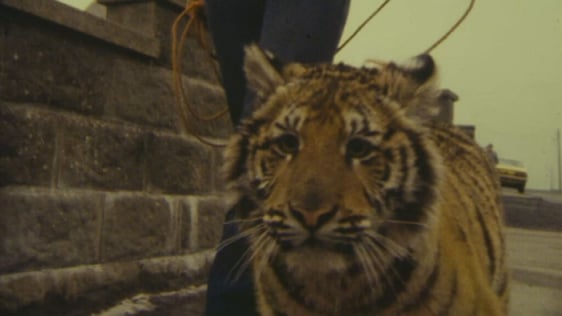 Portavogie tiger, County Down (1985)
