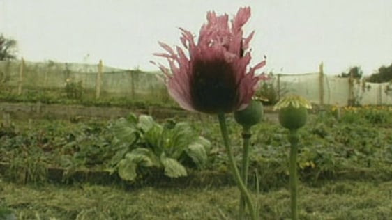 Poppy growing at Irish Seed Savers Association, Scariff (2000)