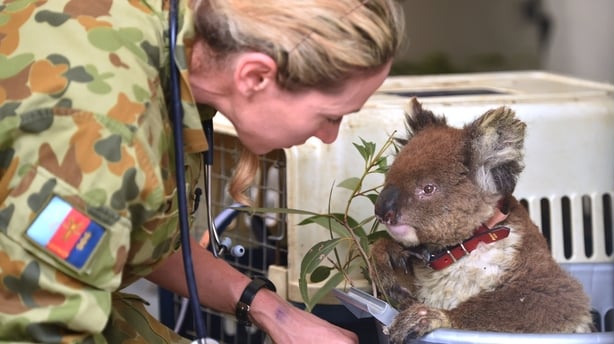 MA boy creates tiny clay koalas to raise funds for Australian wildlife