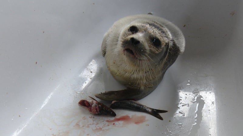 Young Seal Native To Arctic Areas Rescued In Co Clare