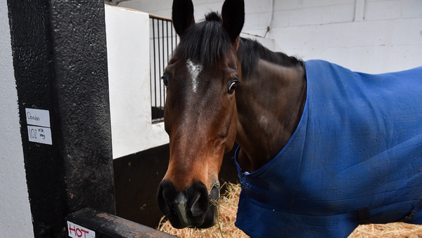 Douvan during a visit to Willie Mullins' yard at Willie Mullins Racing in Bagenalstown, Carlow