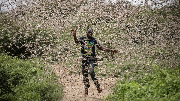 Kenyan farmer Theophilus Mwendwa attempts to chase away a swarm of desert locusts, some 200km east of the capital Nairobi