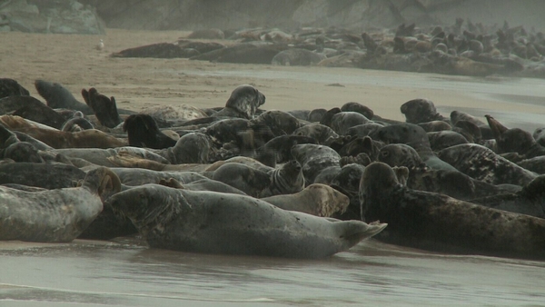 Seals are protected under the EU Habitats Directive and the Wildlife Acts