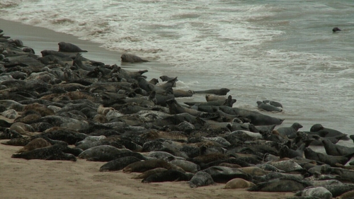 Seals in Co Kerry (file pic)