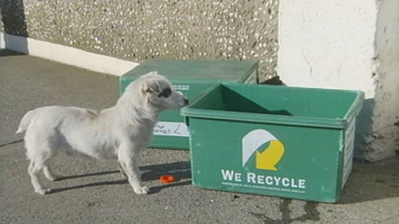 Dog sniffs Kerbside recycling bin, Dublin (2000)