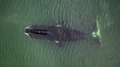 Many large animals, such as Bowhead whales, have multiple copies of protective genes to beat the DNA errors which can cause cancer and tumours. Photo: Getty Images