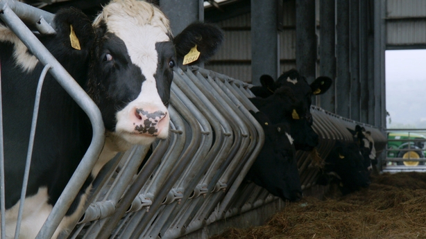cows