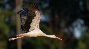 The White Storks of Rühstädt in Germany