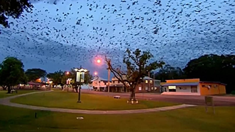 Bats are protected under Queensland state law, limiting the ways the local government can respond to the infestation