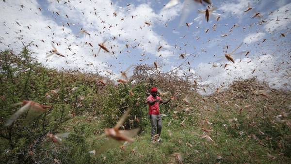 The locusts have destroyed thousands of crops