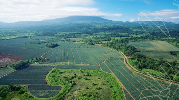 The Las Brisas pineapple farm in Costa Rica produces over 24 million pineapples a year
