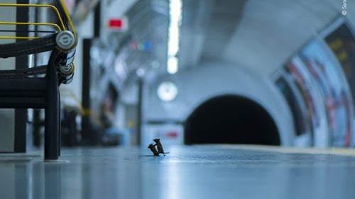Sam discovered the best way to photograph the mice inhabiting London's Underground was to lie on the platform and wait (Sam Rowley / Wildlife Photographer of the Year)