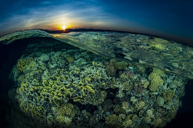 (Tobias Friedrich, Germany, Shortlist, Professional, Natural World & Wildlife, 2020 Sony World Photography Awards/PA)