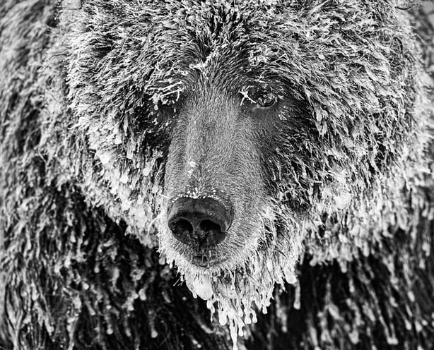 (Marko Dimitrijevic, Switzerland, Shortlist, Professional, Natural World & Wildlife, 2020 Sony World Photography Awards/PA)