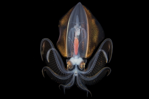 (Songda Cai, China, Shortlist, Professional, Natural World & Wildlife, 2020 Sony World Photography Awards/PA)
