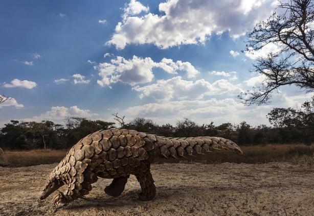 (Brent Stirton, South Africa, Finalist, Professional, Natural World & Wildlife, 2020 Sony World Photography Awards/PA)