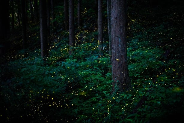 (Masahiro Hiroike, Japan, Finalist, Professional, Natural World & Wildlife, 2020 Sony World Photography Awards/PA)