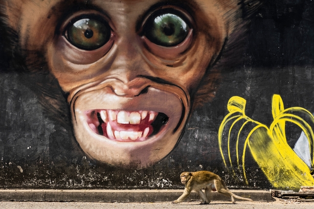 (Joan de la Malla, Spain, Shortlist, Professional, Natural World & Wildlife, 2020 Sony World Photography Awards/PA)