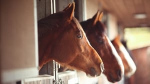 The contaminants were found in horse-feed products in France