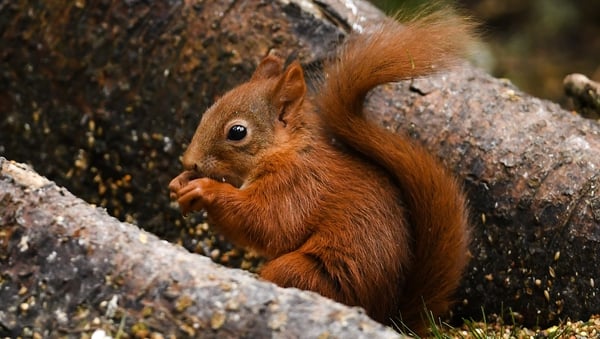 Red squirrel population rebounding with help from a native predator