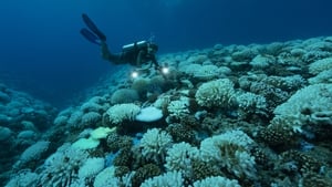 A diver looks at a case of a major bleaching on the coral reefs of the Society Islands in Moorea, French Polynesia. Photo: Alexis Rosenfeld/Getty Images