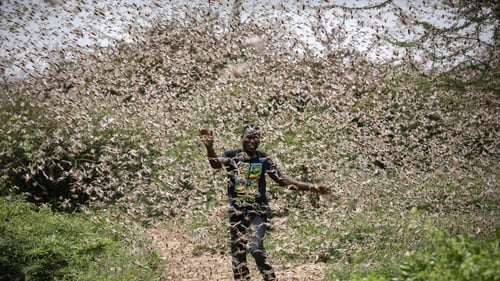 Swarms can travel up to 150 km a day and contain between 40-80 million locusts per square kilometre