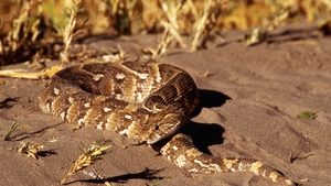 The puff adder is native to Africa and western Arabia