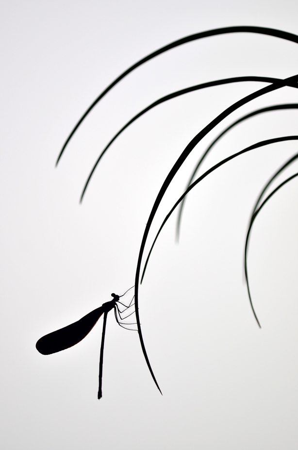 (Minghui Yuan/Nature TTL/PA)