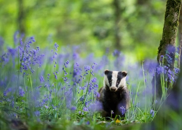(Dave Hudson/Nature TTL/PA)