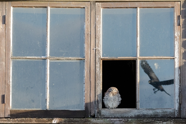 (Paul Holman/Nature TTL/PA)