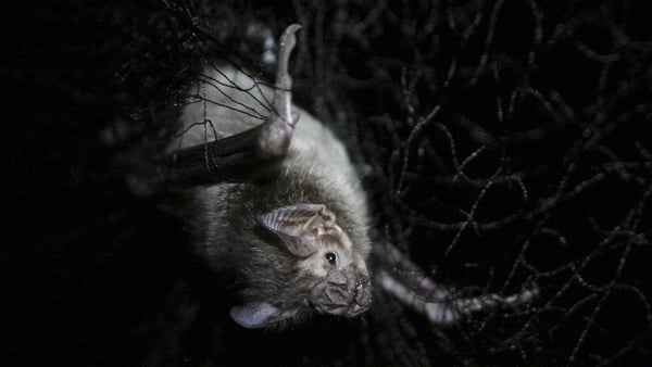 Vampire bats have long been feared by indigenous communities in the Peruvian Amazon due to their ability to spread rabies