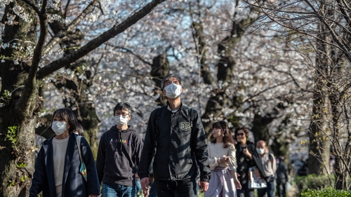 People packed into traditional blossom hotspots in Tokyo to admire the fluffy white and pink flowers People packed into traditional blossom hotspots in Tokyo to admire the fluffy white and pink flowers