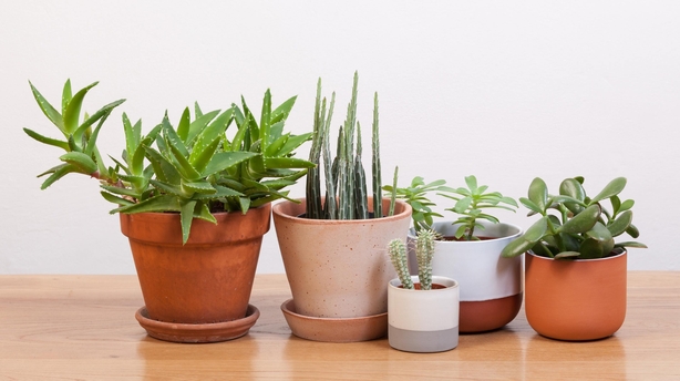 plants