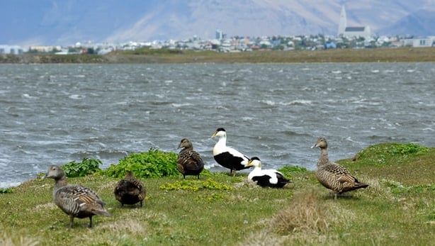 The Common Eider