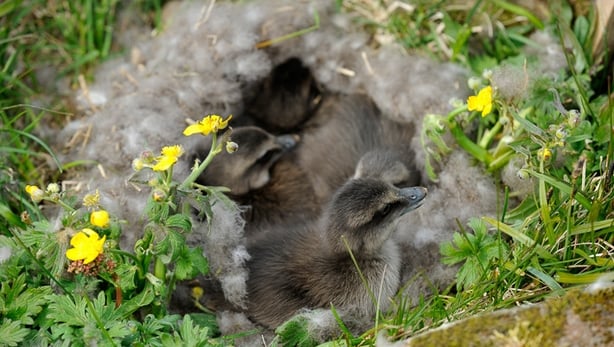 Eider