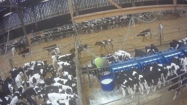 The unweaned calves are bound for veal farms in the Netherlands (pic: Eyes on Animals)