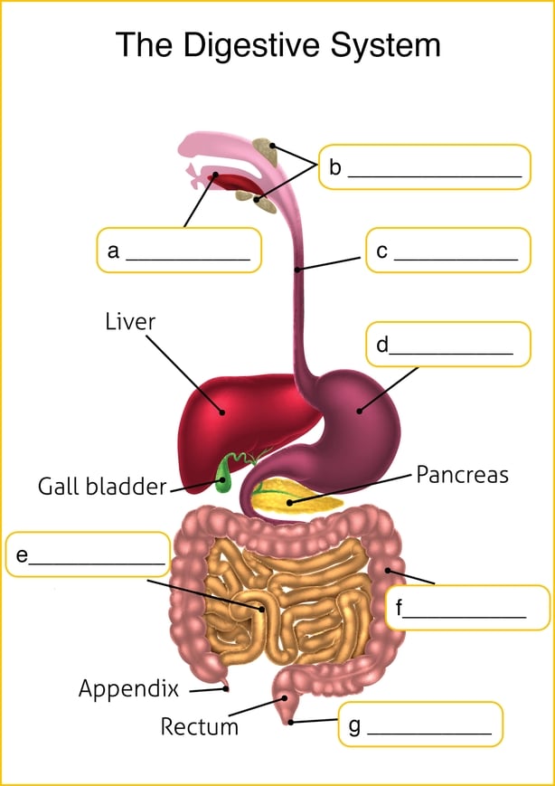 parts of the digestive system