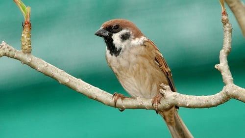 Tree Sparrow. Photo: Richard T Mills.
