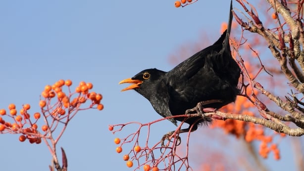 Blackbird male