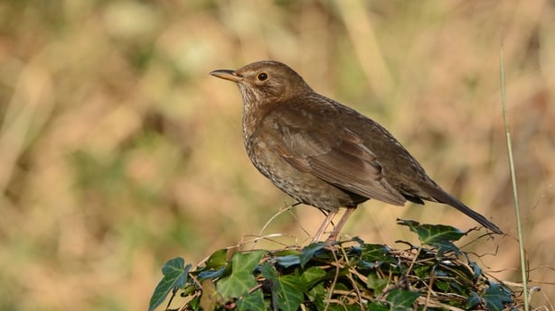 Blackbird 03 female Brian Burke