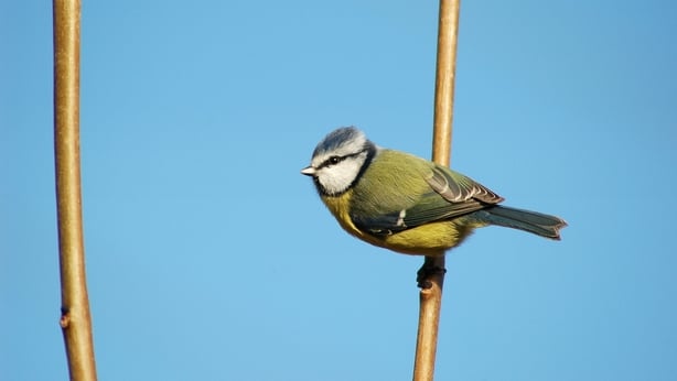 Blue Tit