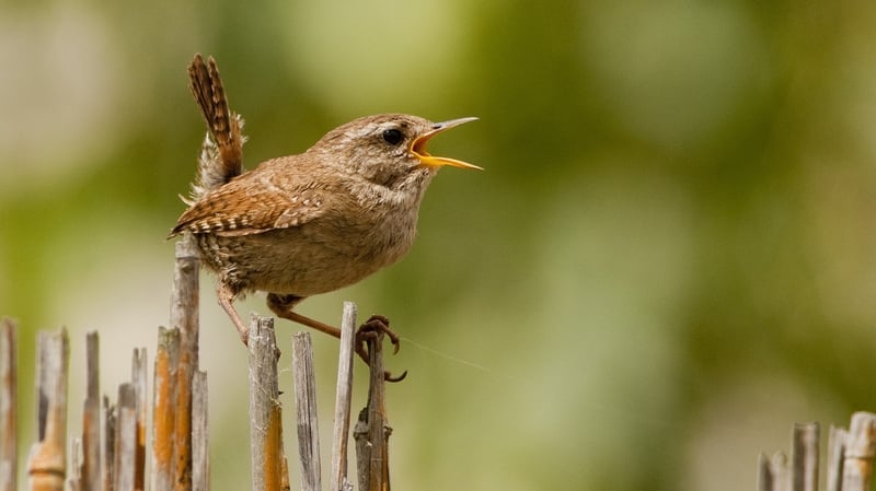 How did the wren became the king of all birds?