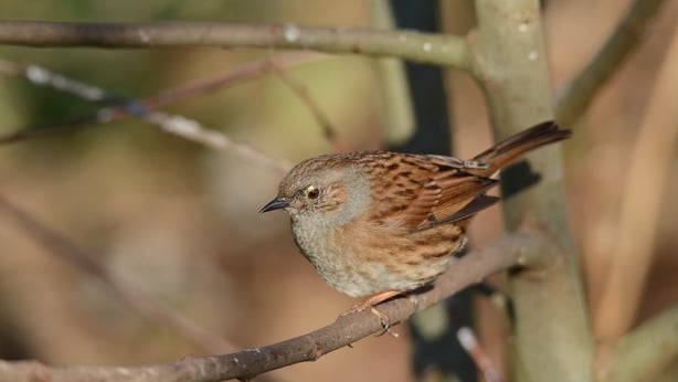 Dunnock