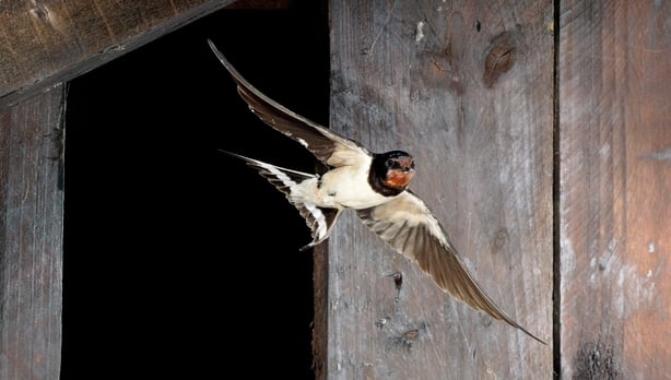 Swallow